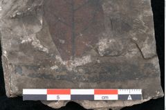 Foto (Detailansicht) von Echitonium superstes Unger (NHMW-GEO-2024-0188-8011)